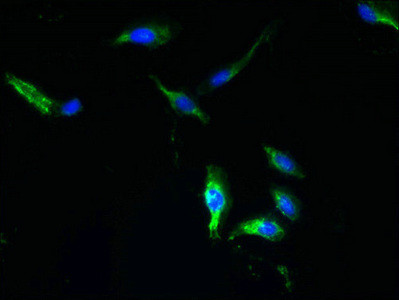 TTYH1 Antibody in Immunocytochemistry (ICC/IF)