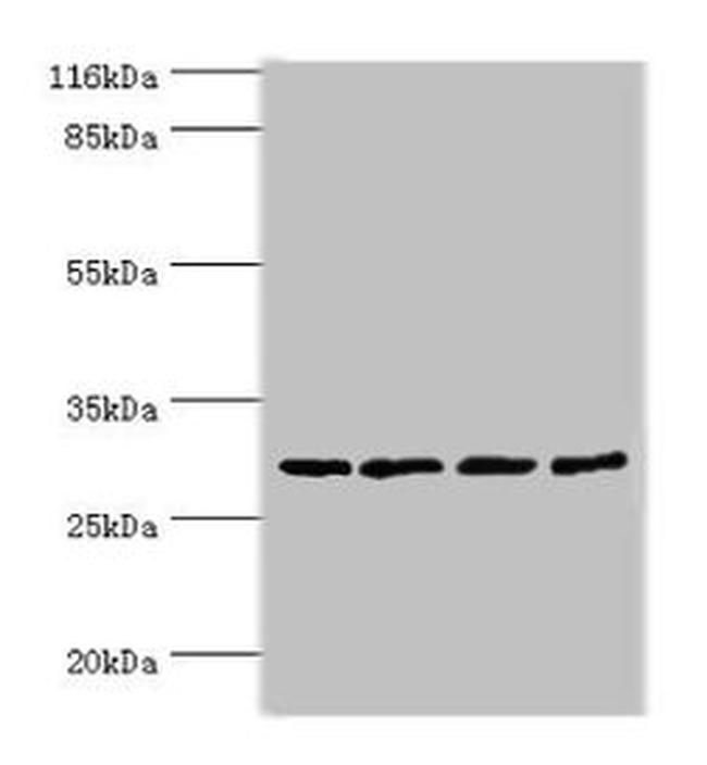 MAF1 Antibody in Western Blot (WB)