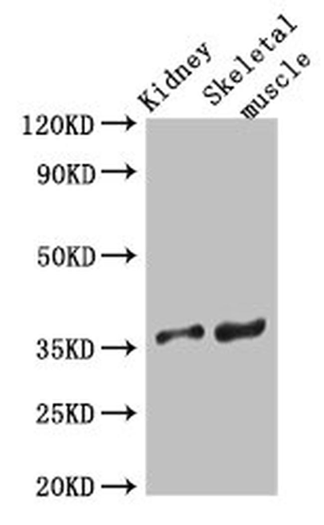 SLC25A32 Antibody in Western Blot (WB)
