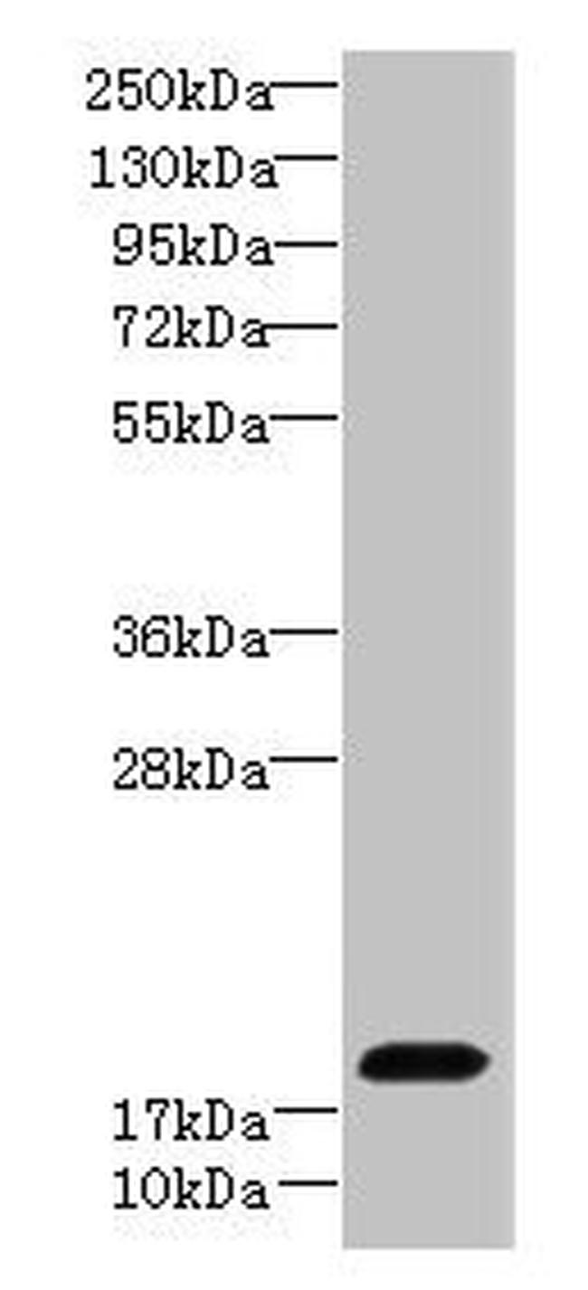 FAM96A Antibody in Western Blot (WB)
