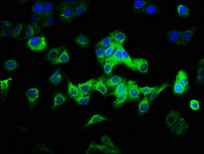 CAB39L Antibody in Immunocytochemistry (ICC/IF)