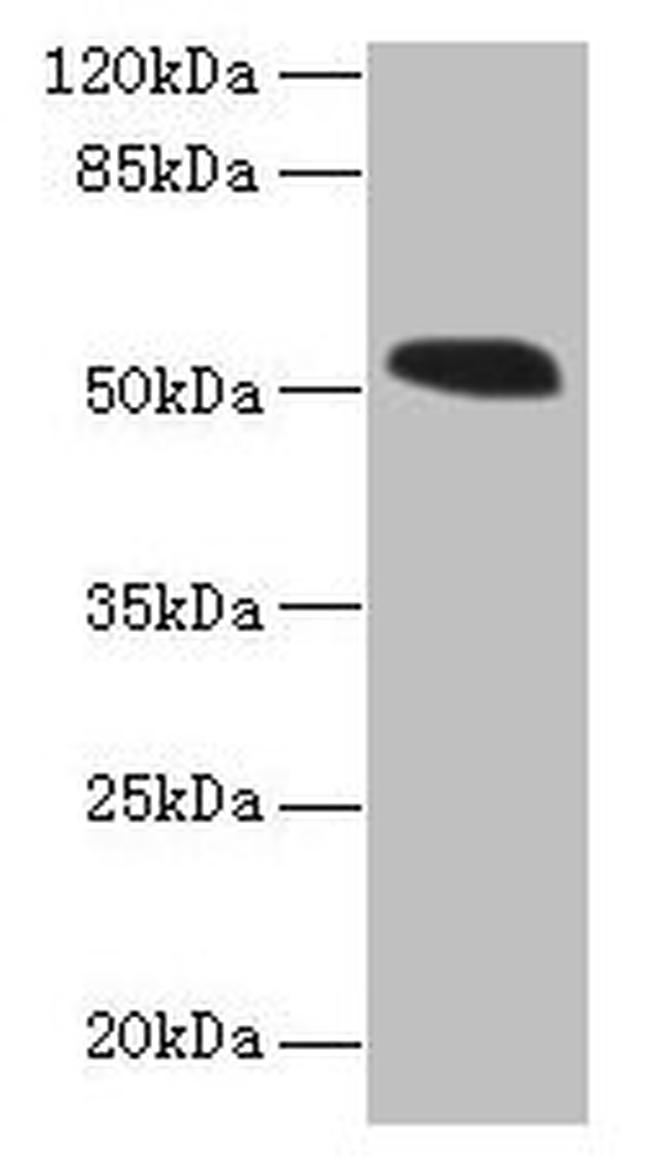 SMCR7L Antibody in Western Blot (WB)