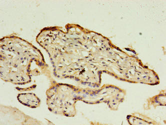 CTRP6 Antibody in Immunohistochemistry (Paraffin) (IHC (P))
