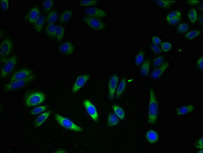 FKBP11 Antibody in Immunocytochemistry (ICC/IF)