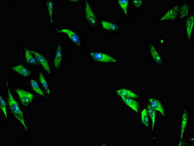 MAP10 Antibody in Immunocytochemistry (ICC/IF)