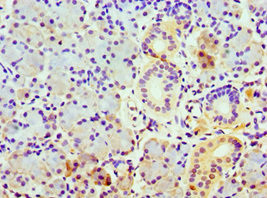 COPS7A Antibody in Immunohistochemistry (Paraffin) (IHC (P))