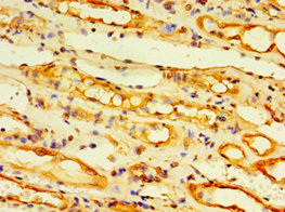 EDA2R Antibody in Immunohistochemistry (Paraffin) (IHC (P))