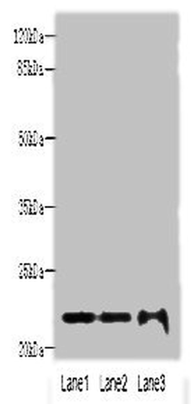 MRPS18A Antibody in Western Blot (WB)