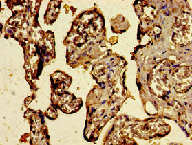 C3orf14 Antibody in Immunohistochemistry (Paraffin) (IHC (P))