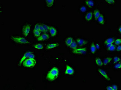 CNIH4 Antibody in Immunocytochemistry (ICC/IF)