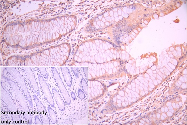 CNIH4 Antibody in Immunohistochemistry (Paraffin) (IHC (P))