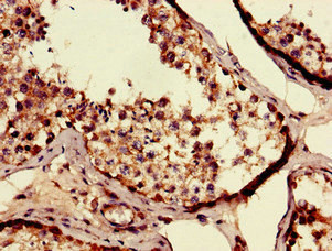 SEC14L3 Antibody in Immunohistochemistry (Paraffin) (IHC (P))