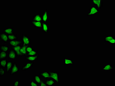 FOXD3 Antibody in Immunocytochemistry (ICC/IF)