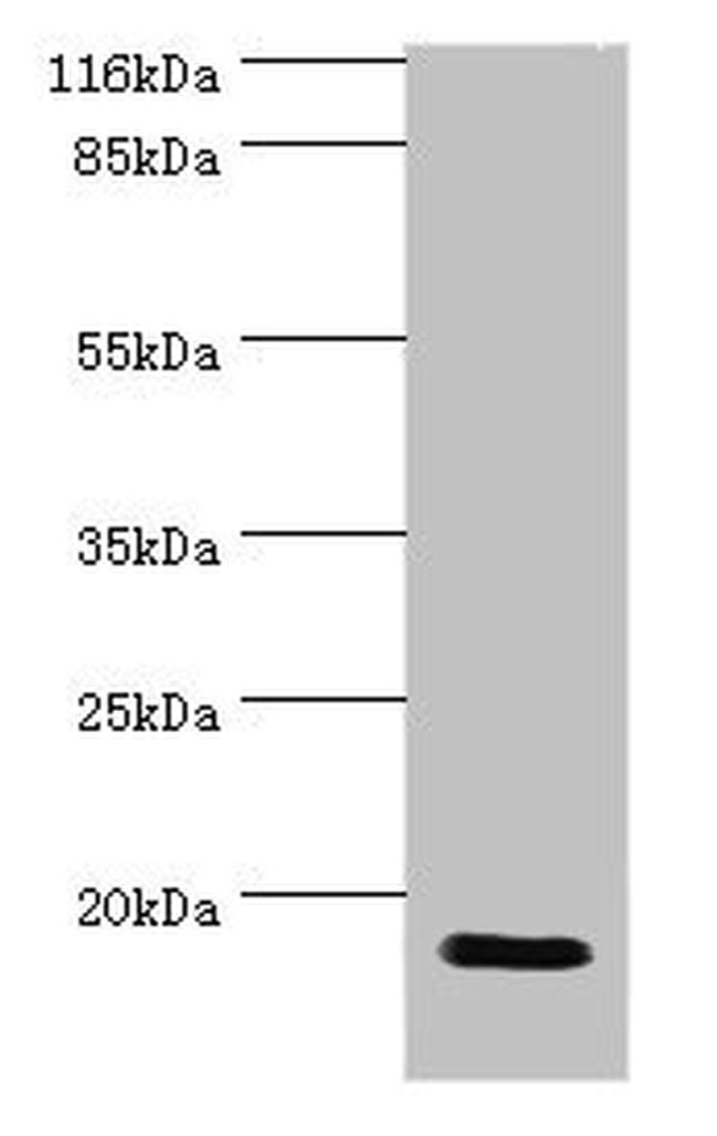 HN1 Antibody in Western Blot (WB)