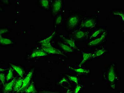 FBXO3 Antibody in Immunocytochemistry (ICC/IF)