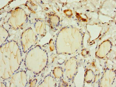 OSGIN2 Antibody in Immunohistochemistry (Paraffin) (IHC (P))