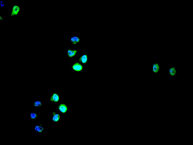 ICE1 Antibody in Immunocytochemistry (ICC/IF)