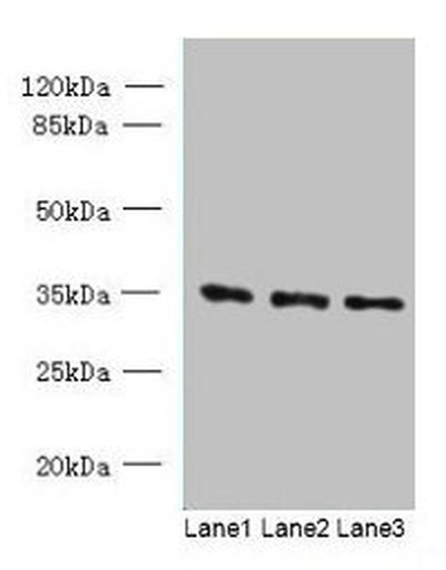 C15orf41 Antibody in Western Blot (WB)