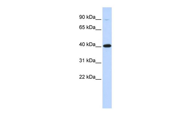 Rex1 Antibody in Western Blot (WB)