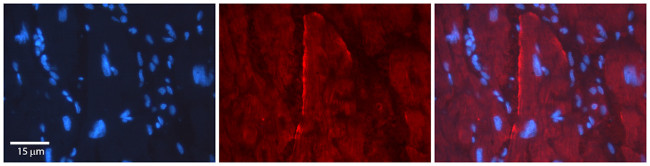 Connexin 47 Antibody in Immunohistochemistry (Paraffin) (IHC (P))