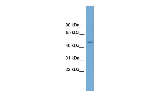 FOXD4 Antibody in Western Blot (WB)