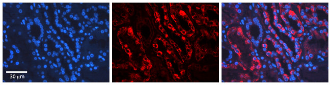AIF Antibody in Immunohistochemistry (Paraffin) (IHC (P))