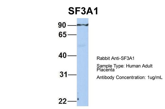SF3A1 Antibody in Western Blot (WB)