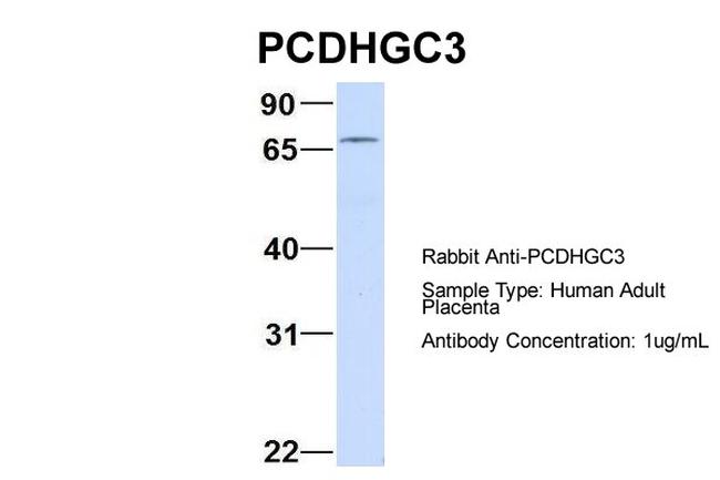 PCDHGC3 Antibody in Western Blot (WB)