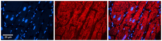 EPRS Antibody in Immunohistochemistry (Paraffin) (IHC (P))