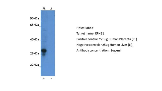 Ephrin B1 Antibody in Western Blot (WB)