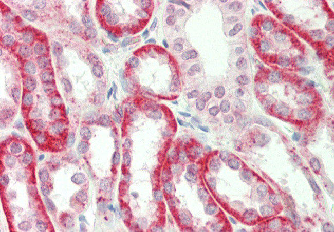 SV2A Antibody in Immunohistochemistry (Paraffin) (IHC (P))