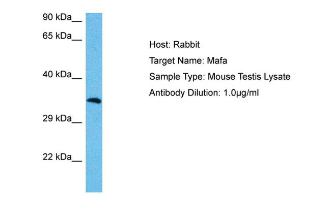 MAFA Antibody in Western Blot (WB)