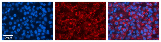 PAPSS2 Antibody in Immunohistochemistry (Paraffin) (IHC (P))