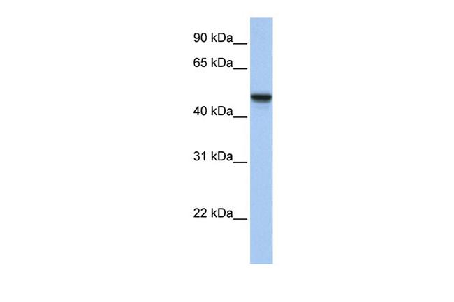 C20orf3 Antibody in Western Blot (WB)