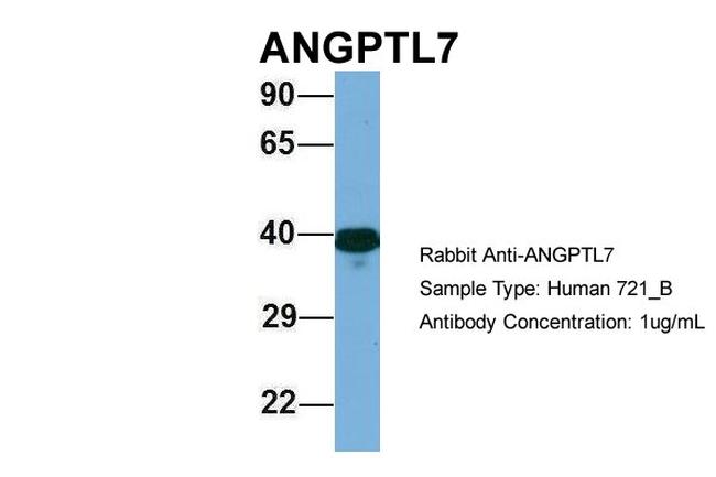 ANGPTL7 Antibody in Western Blot (WB)