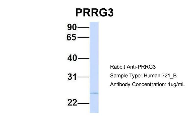 PRRG3 Antibody in Western Blot (WB)