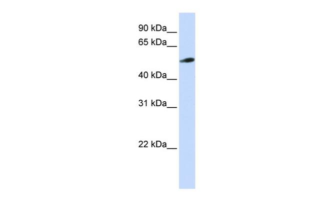 PYROXD2 Antibody in Western Blot (WB)