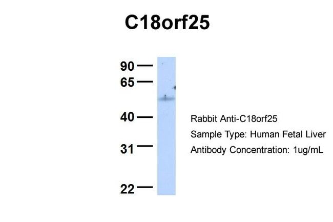 C18orf25 Antibody in Western Blot (WB)