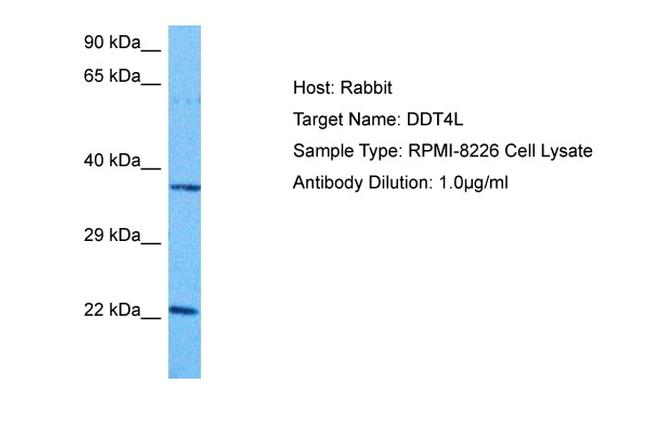 DDIT4L Antibody in Western Blot (WB)