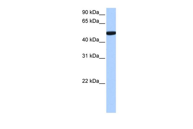 SDE2 Antibody in Western Blot (WB)