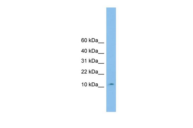 CHCHD1 Antibody in Western Blot (WB)