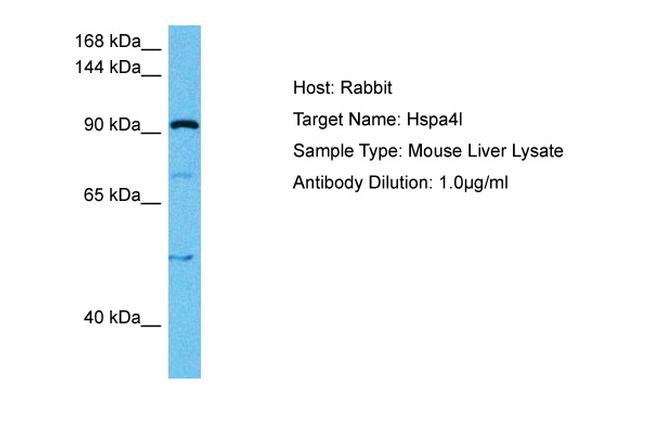 HSPA4L Antibody in Western Blot (WB)