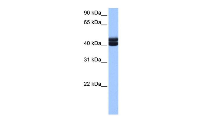 GSG1 Antibody in Western Blot (WB)