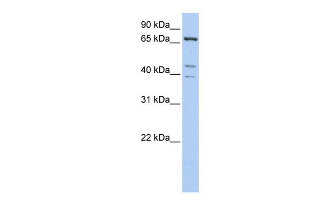 IPP Antibody in Western Blot (WB)