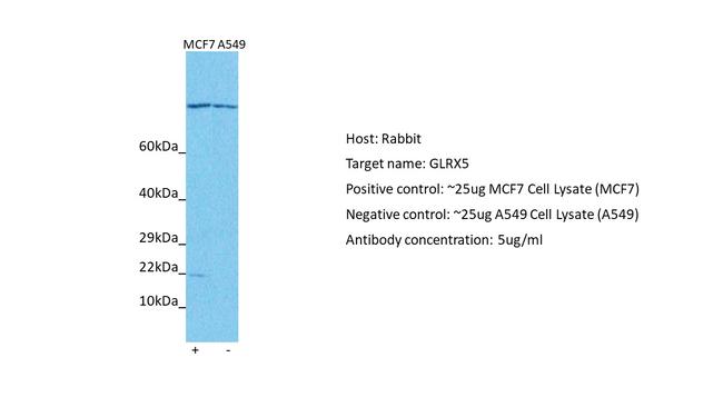 GLRX5 Antibody in Western Blot (WB)