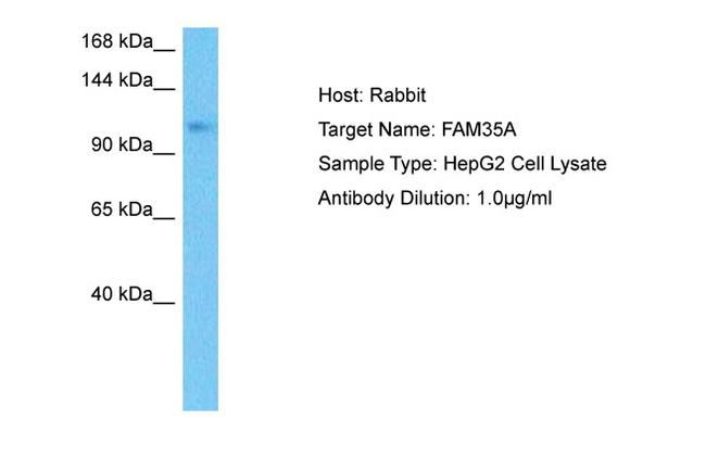 FAM35A Antibody in Western Blot (WB)