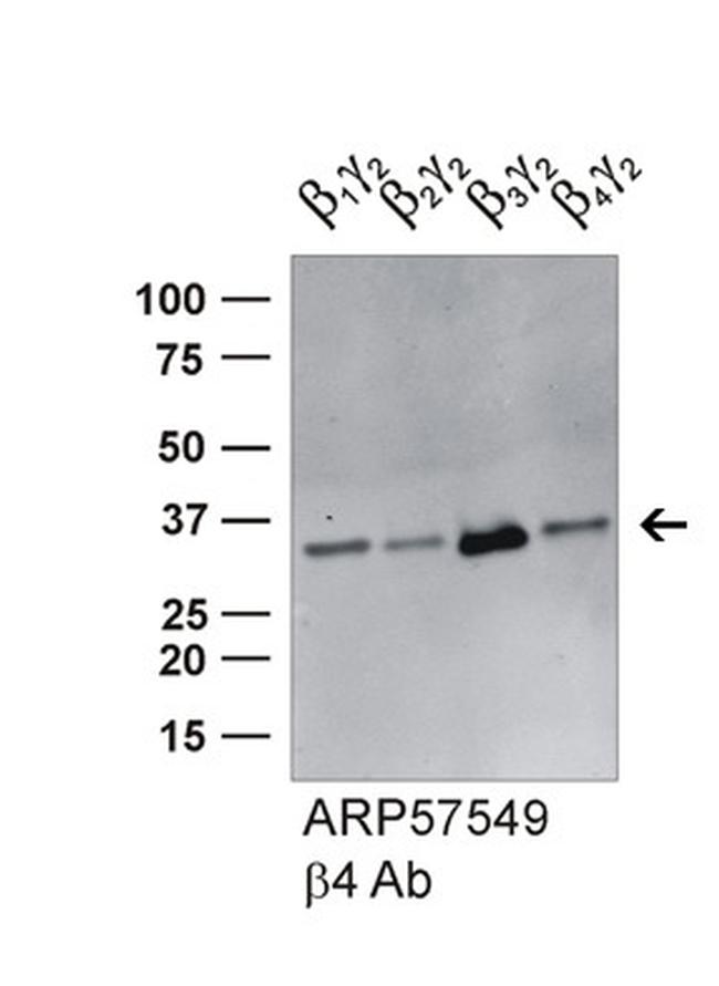 GNB4 Antibody in Western Blot (WB)