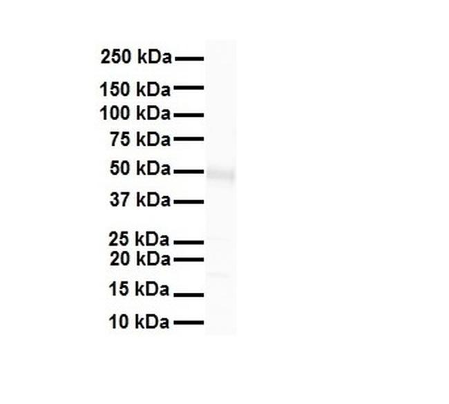 TRIM10 Antibody in Western Blot (WB)