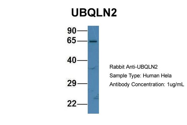 Ubiquilin 2 Antibody in Western Blot (WB)