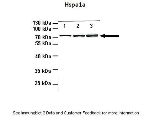 HSPA1A Antibody in Western Blot (WB)